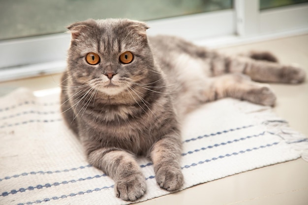 Photo scottish fold cat breed lovely. little scottish fold cat cute ginger kitten in the fluffy pet is feeling happy and cat lovely comfortable . love to animals pet concept .