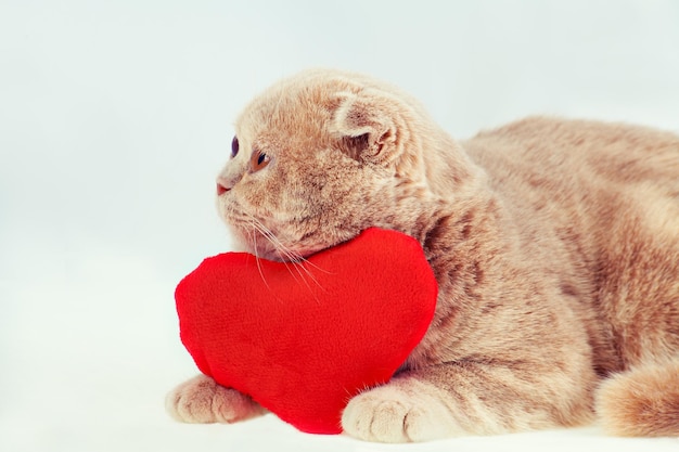 Scottish fold cat hugging red heartshaped pillow