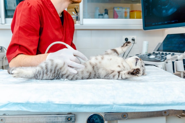 Scottish Fold cat laying on the tableA small gray cat during ultrasound examination in vet clinic