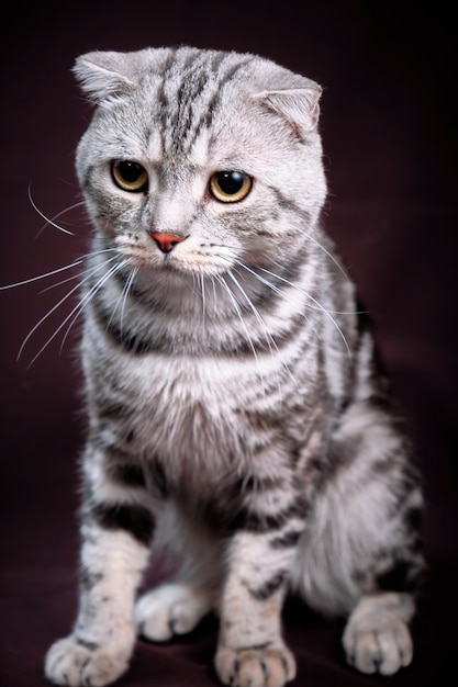 Scottish fold cat marble on silver, portrait on a dark background.