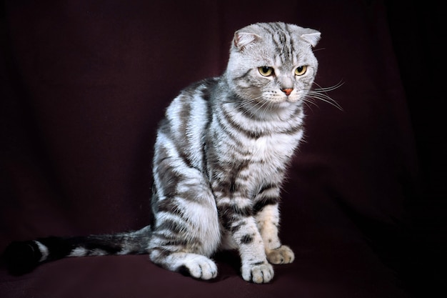 Scottish fold cat marble on silver, portrait on a dark background.