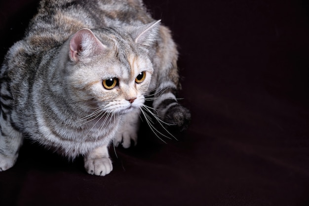 Scottish fold cat marble on silver, portrait on a dark background.