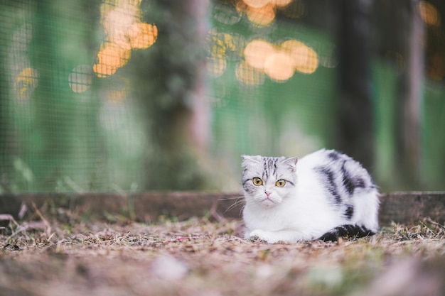 A Scottish Fold cat sits on the grass in the yard