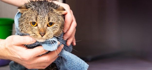 Scottish fold cat in a towel Wet cat after bathing in a blue towel Man's hands holding a wet cat in the bathroom