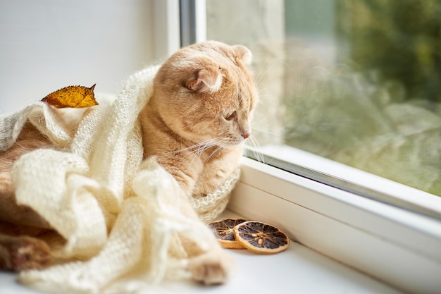 Scottish fold ginger cat lying on windowsill at home