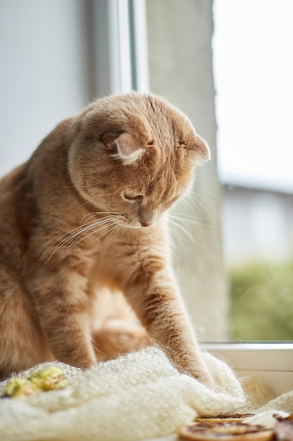 Scottish fold ginger cat lying on windowsill at home