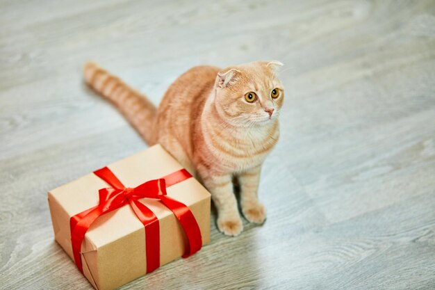 Scottish fold ginger yong cat with gift box at home playful kitten