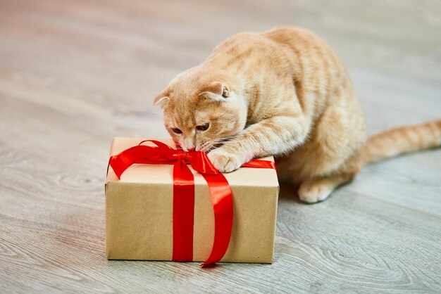 Scottish fold ginger yong cat with gift box at home playful kitten