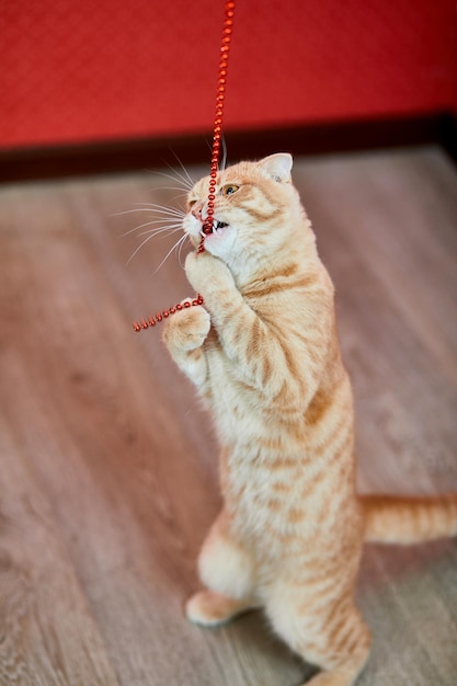 Scottish fold ginger young cat on at home playful kitten funny