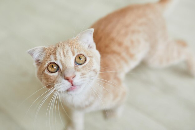 Scottish fold ginger young cat on at home playful kitten