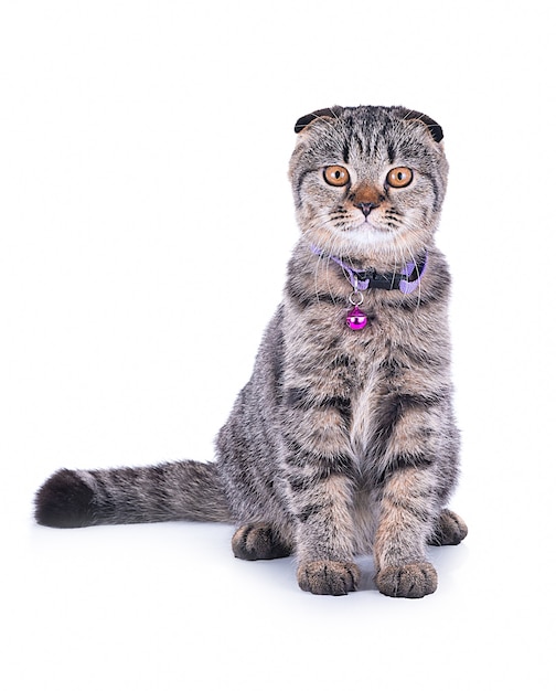 Scottish fold isolated on white background