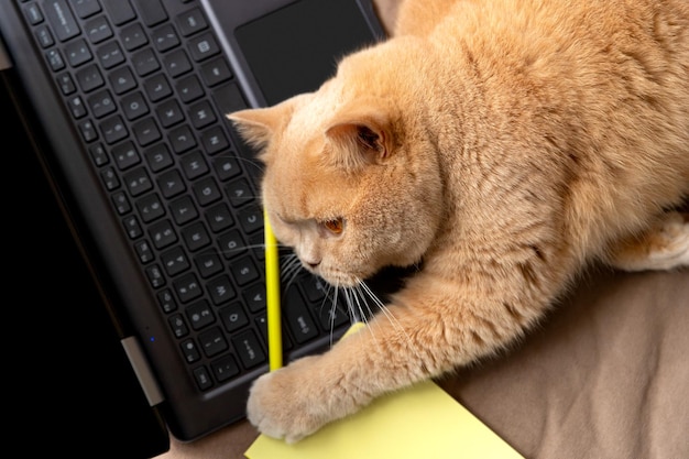 Scottish fold red cat lies on the sofa with laptop and notepad