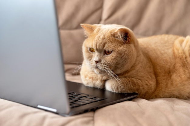 Scottish fold red cat lies on the sofa with laptop