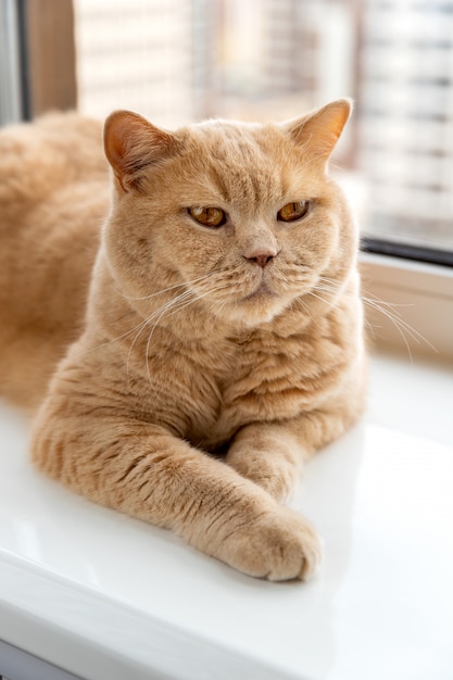 Scottish fold red cat lies on the windowsill