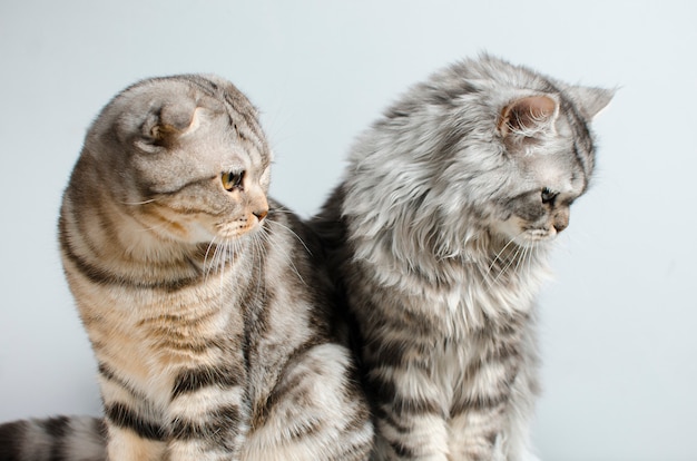 The Scottish Fold and Scottish pristine cat sit cute on a white