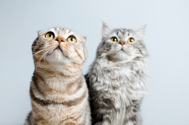 Scottish Fold and Scottish pryamouhy, blue marble cats. On a whi