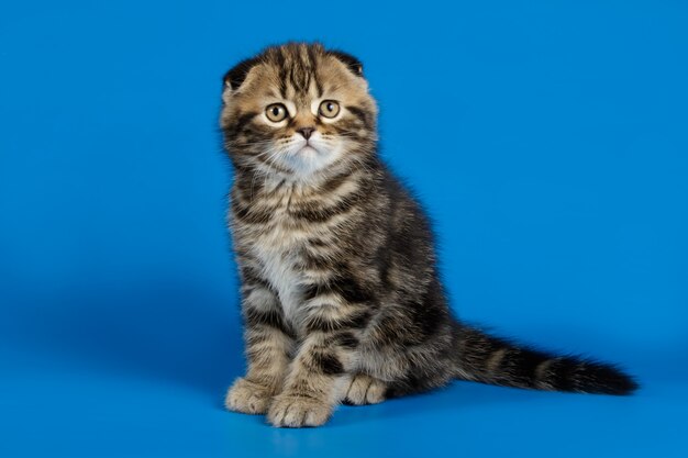 Scottish fold shorthair cat on colored backgrounds