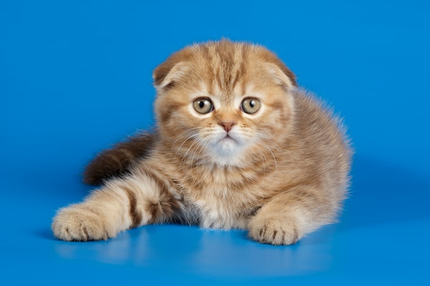 Scottish fold shorthair cat on colored backgrounds