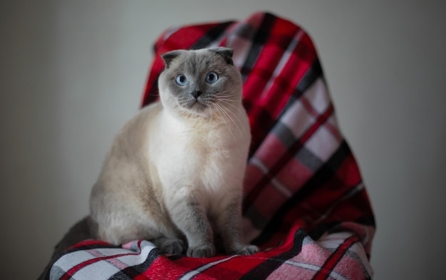 Scottish Fold Shorthair cat resting on the chair