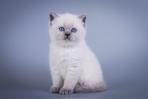 Scottish Fold small cute kitten blue colorpoint white