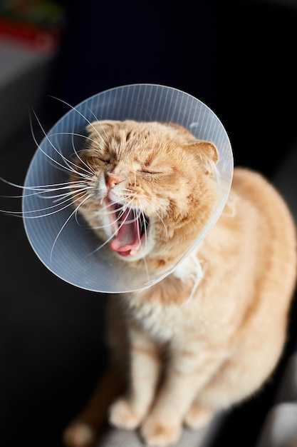 Scottish ginger cat in veterinary plastic cone on head at recovery