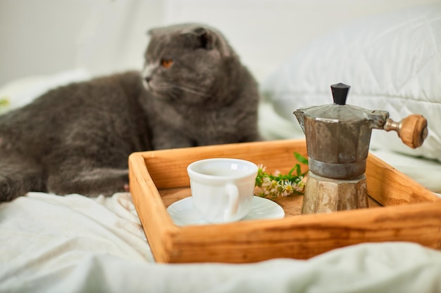 Scottish gray cat on bed with coffee cup geyser coffee maker and flowers