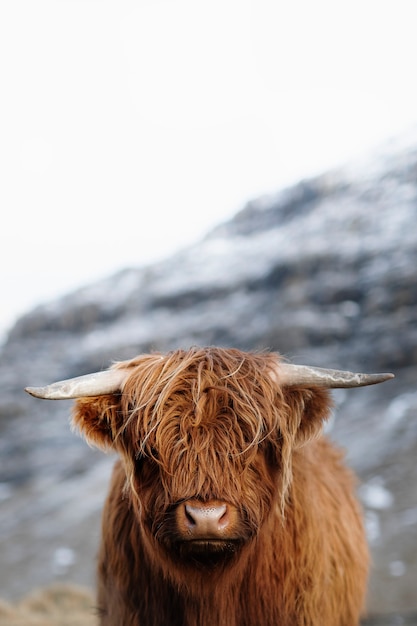 Scottish highland calf in the field