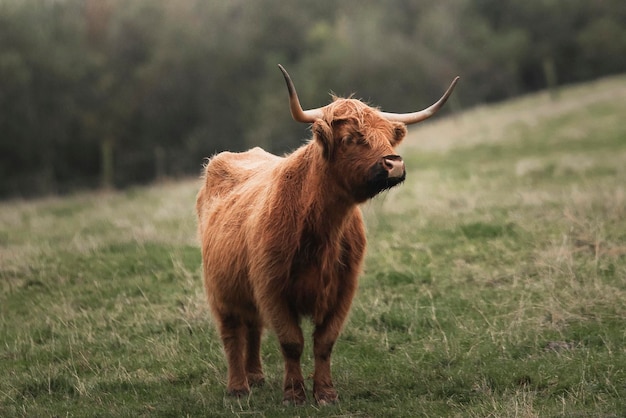 Scottish Highland calf in the field