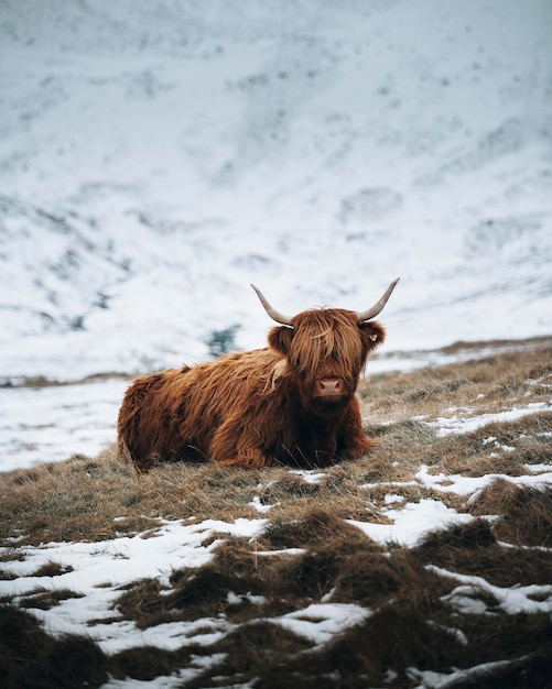 Scottish highland calf in the field