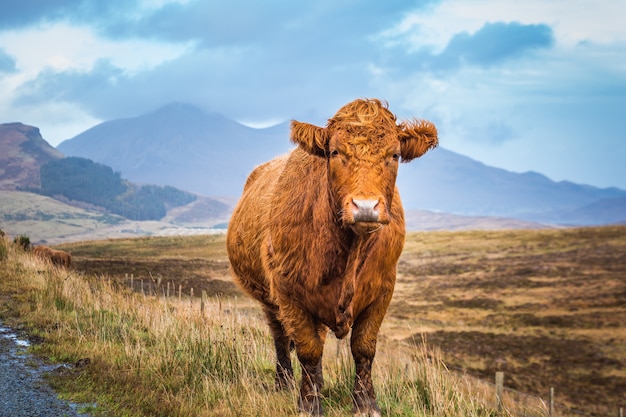 Scottish Highland Cow and blue sky