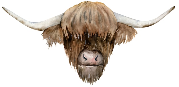 Scottish highland cow head. Hand-drawn watercolor illustration.