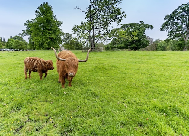 Scottish Highland cow and her calf in the field Scotland