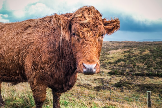 Scottish Highland Cow wide angle view