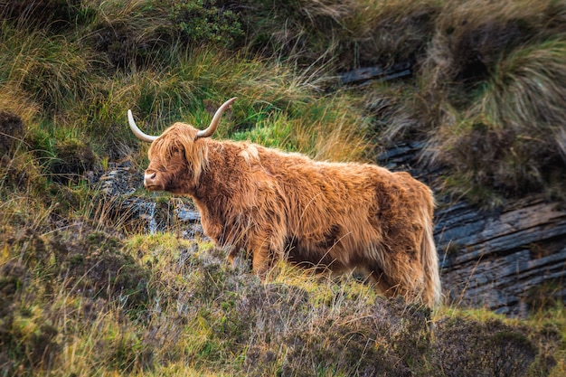 Scottish Highland Cow with horns