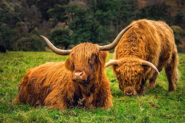 Scottish Highland Cow