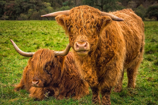 Scottish Highland Cow