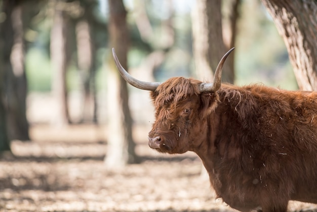 An Scottish Highlander