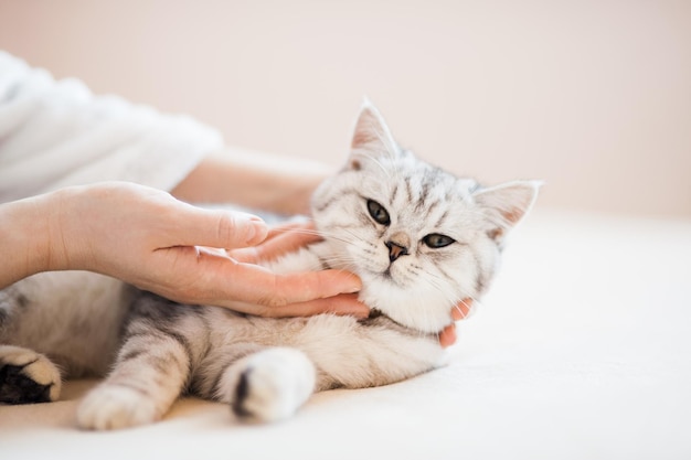 Scottish kitten in the hands of a girl Funny gray cat