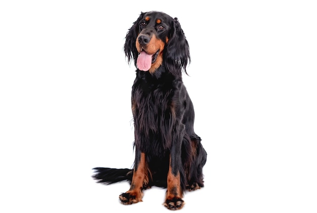 Scottish setter dog with tongue out sitting isolated on white. Cute doggy portrait