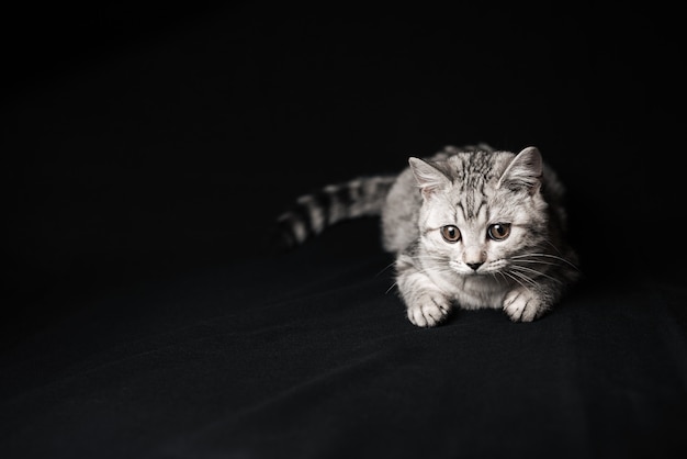 Scottish straight cat kitten lying on a black background