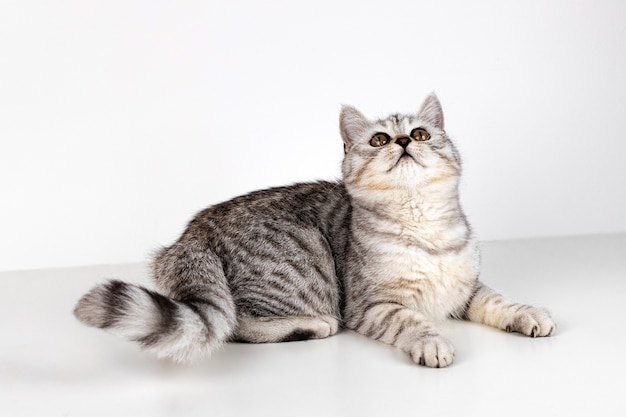 Scottish straight cat tabby on white background