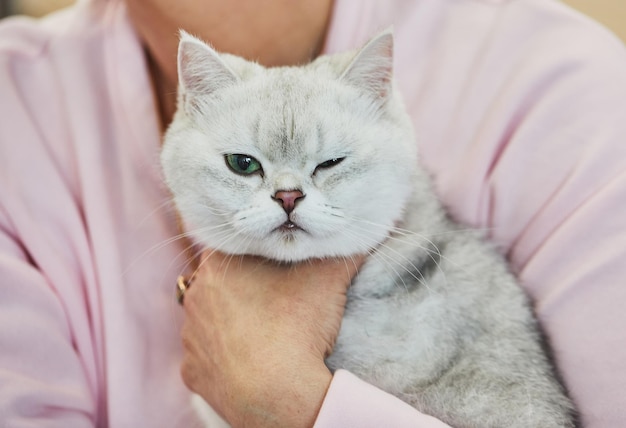 Scottish straight cat white gray color Scottish Straight can be a great friend to children