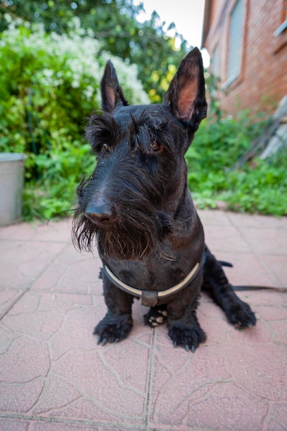 The Scottish Terrier  popularly called the Scottie is a breed of dog