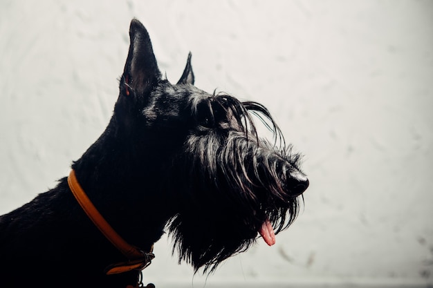 Scottish terrier puppy is posing