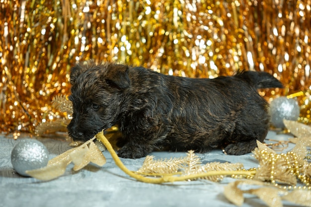 Scottish terrier puppy posing. Cute black doggy or pet playing with Christmas and New Year decoration. Looks cute. Concept of holidays, festive time, winter mood. Negative space.