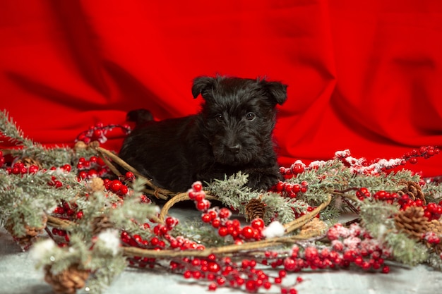 scottish terrier puppy on red wall