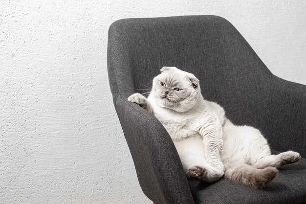 Scottish white cat sits on a chair in a funny pose