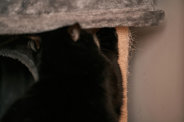 Scratching post for cats in apartment interior Activity for a domestic pet