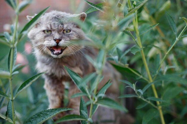 screaming gray cat homeless animals