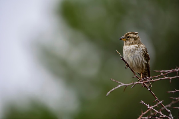 Screech sparrow or Petronia petronia passerine bird of the Passeridae family